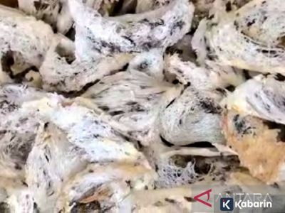 Sederet kandungan serta manfaat yang ada dalam sarang burung walet