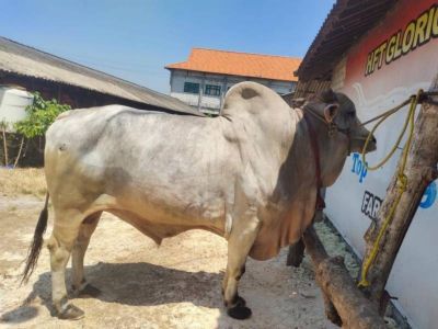 Ucapan selamat Hari Raya Idul Adha bahasa Inggris, penuh makna dan doa