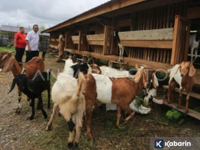 BRIN teliti Kambing Lakor: Si kambing lokal langka berpotensi besar