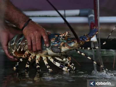Biar nggak cepat mati, begini cara rawat lobster air tawar dengan benar