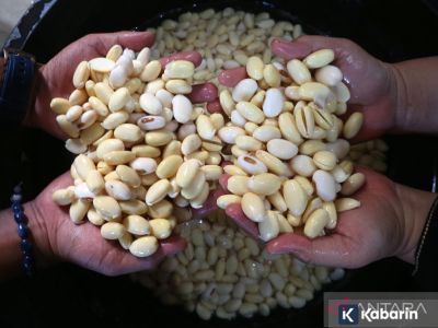 Inilah 3 sumber protein nabati alami beserta manfaatnya