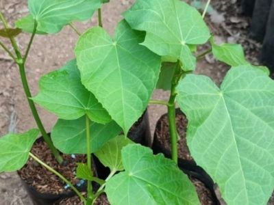 Kenali 8 manfaat daun jarak, baik untuk pencernaan dan kulit