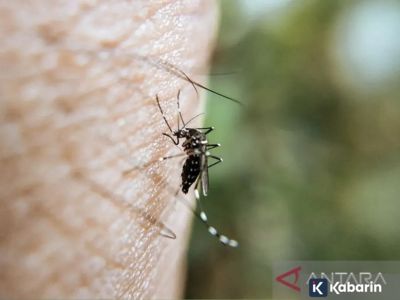 Nyamuk tropis pertama kali ditemukan di Korea Selatan