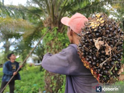 Pakar hukum: PP 45/2025 harus perhatikan keberlanjutan industri sawit