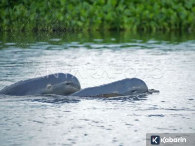 Pemprov Kaltim ajak berbagai sektor untuk lindungi habitat Pesut Mahakam