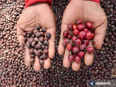 Kopi Indonesia kian mendunia, 206 ribu ton diekspor ke berbagai negara