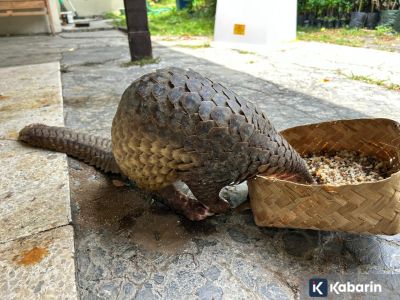 Seorang remaja di Batang jadi pelaku perdagangan ilegal satwa dilindungi