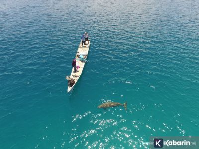 Penampakan bayi dugong pertama kali di Pantai Mali, NTT