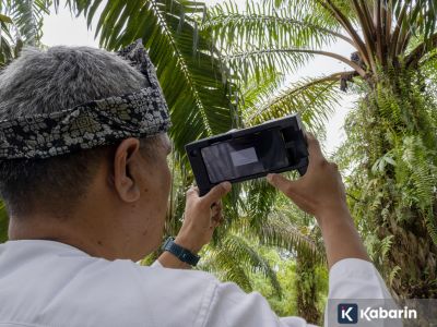 Peneliti Universitas Andalas ciptakan alat sensor untuk kematangan sawit