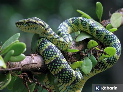 5 jenis tanaman pagar yang sering dihinggapi ular, termasuk kobra