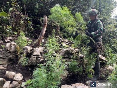 740 pohon ganja ditemukan tumbuh subur di hutan Pegunungan Bintang