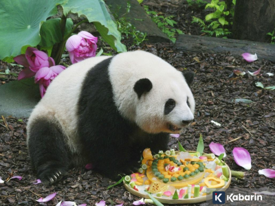 Panda di China ini jadi seleb dunia maya