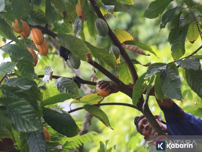 Harga biji kakao turun 14,5 persen gara-gara pasokan meningkat