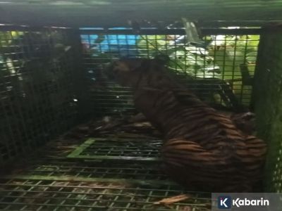 Harimau Sumatra yang resahkan warga Lampung barat akhirnya tertangkap