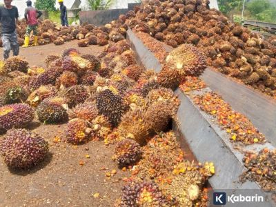 Harga CPO naik tipis, penerapan B50 jadi salah satu pemicunya