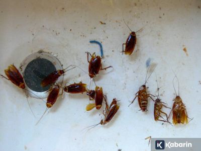 5 tanaman wangi yang ampuh usir kecoak tanpa harus gunakan bahan kimia