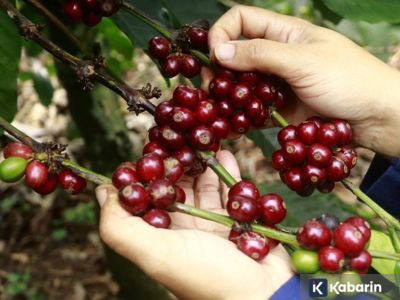 Secangkir kopi sehari ternyata mampu cegah irama jantung tak teratur