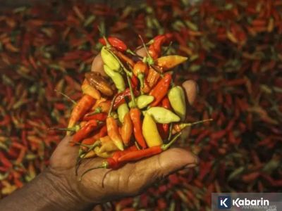 Update harga pangan nasional: Cabai rawit sentuh Rp61.750/kg, telur ayam Rp32.050/kg