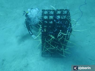 Sulsel akan bangun apartemen khusus ikan!