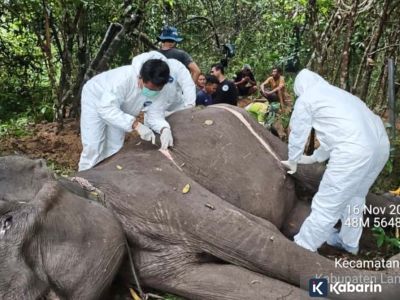 Gajah Jinak Dona di Taman Nasional Way Kambas mati setelah alami gangguan kesehatan