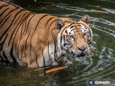 Ragunan bantah isu miring soal pakan satwa dan jelaskan kondisi sebenarnya