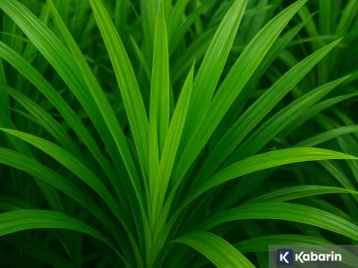 7 manfaat daun pandan untuk kesehatan