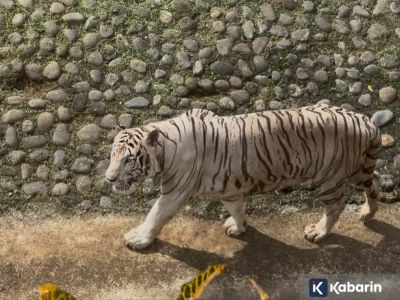 Pramono tegaskan pakan harimau miliknya di Ragunan tetap ditanggung sendiri