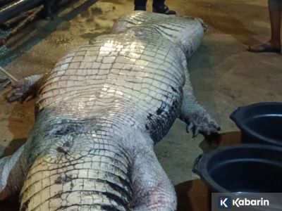 Buaya raksasa seberat 585 kg mati di penangkaran karena gak mau makan