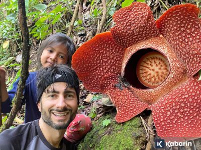 Dua bunga Rafflesia Arnoldi mekar bersamaan di Rejang Lebong Bengkulu