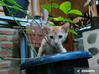 Hindari kucing kesayangan dari bunga lili supaya ginjal tetap sehat