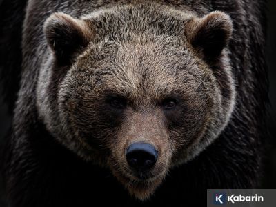 Pria 69 tahun di Jepang diserang beruang saat berada di toilet umum