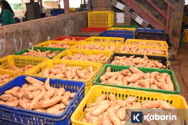 Mengenal nutrisi dan manfaat ubi cilembu yang jarang diketahui
