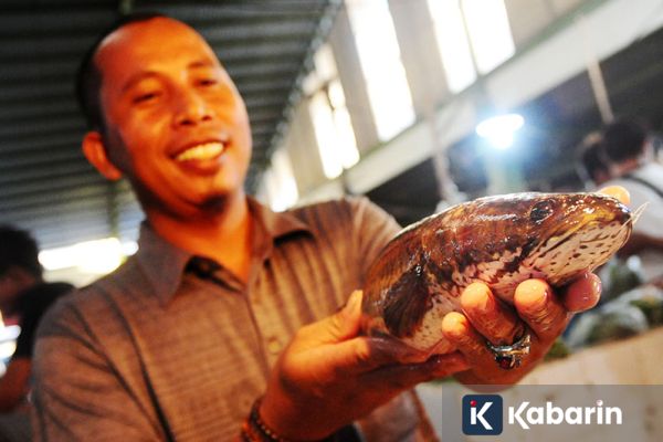 Ikan Gabus Berpotensi Jadi "Superfood" Lokal Indonesia