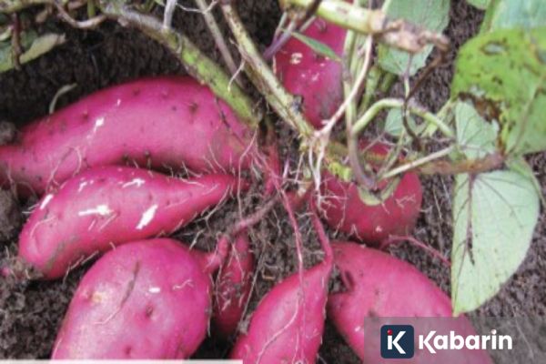 Ternyata ubi jalar rebus dan panggang bisa  turunin berat badan