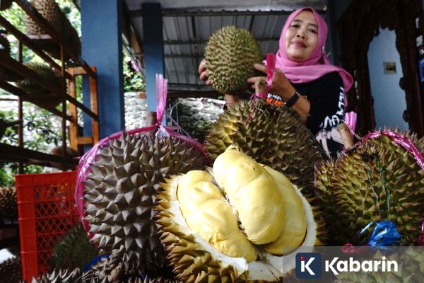 Kenali beragam jenis durian di Indonesia, dari yang manis, legit, hingga pait