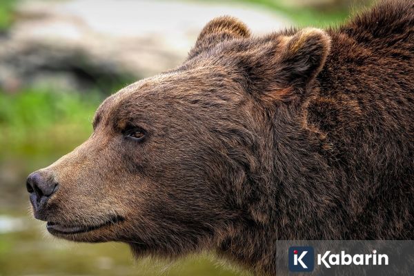 Beruang Serang 238 Orang di Jepang pada Tahun 2025, 13 Tewas