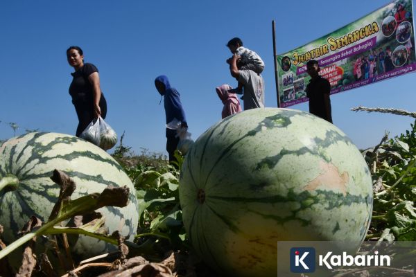 Penelitian Ungkap Semangka Bisa Bantu Jaga Kesehatan Jantung & Pembuluh Darah