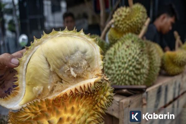 6 manfaat buah durian yang baik untuk kesehatan tubuh