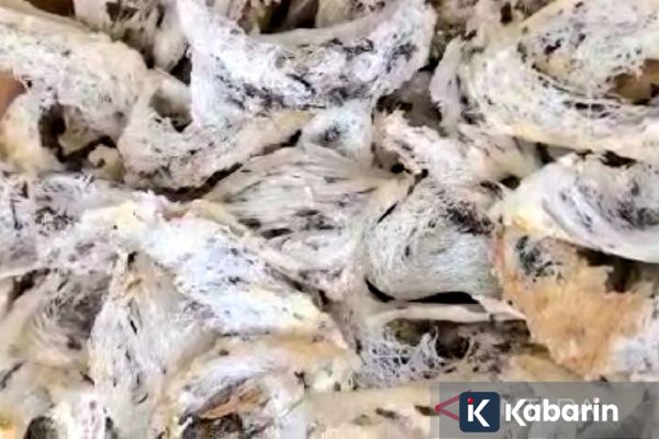 Sederet kandungan serta manfaat yang ada dalam sarang burung walet