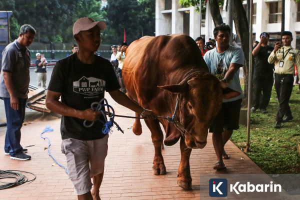MUI Tegaskan Sapi Kurban Banpres Pakai APBN Sah Secara Syariat dan Hukum
