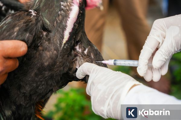 Australia Waspada Penuh Usai Kasus Flu Burung Baru Terdeteksi