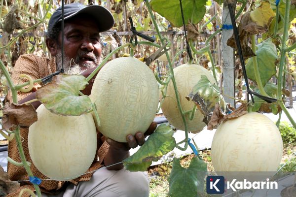 Manfaat buah melon yang wajib kamu ketahui