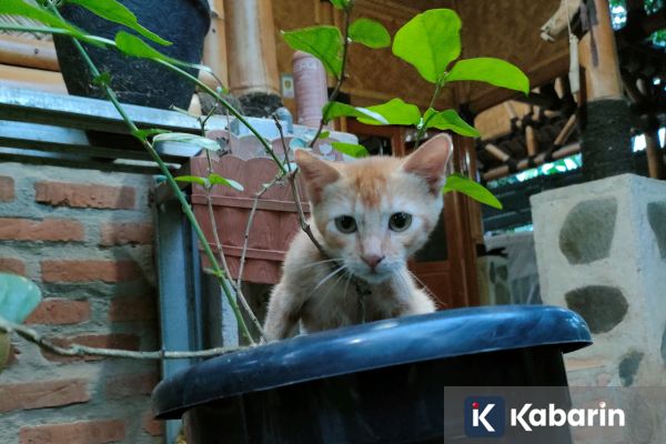 Hindari kucing kesayangan dari bunga lili supaya ginjal tetap sehat