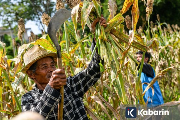 BRIN Kembangkan Mi Sehat Bebas Gluten Berbasis Sorgum