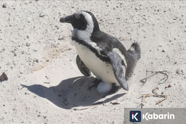 60.000 Penguin Afrika mati kelaparan: Penangkapan sarden berlebih picu krisis populasi