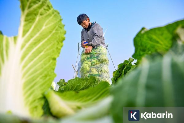 China Kenalkan AI Baru yang Didedikasikan untuk Pertanian