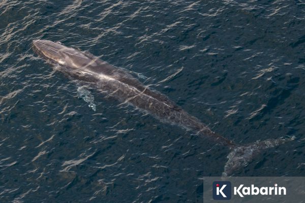 93 Persen Habitat Paus & Lumba-lumba di Barat Sumatera Berada di Luar Konservasi