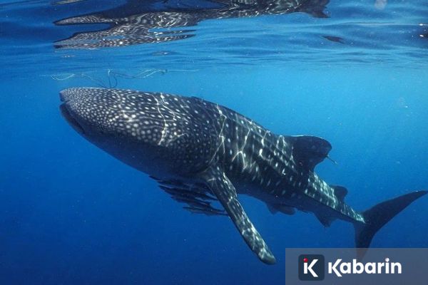 Hiu Paus Teluk Saleh, Antara Berkah Wisata dan Alarm Konservasi