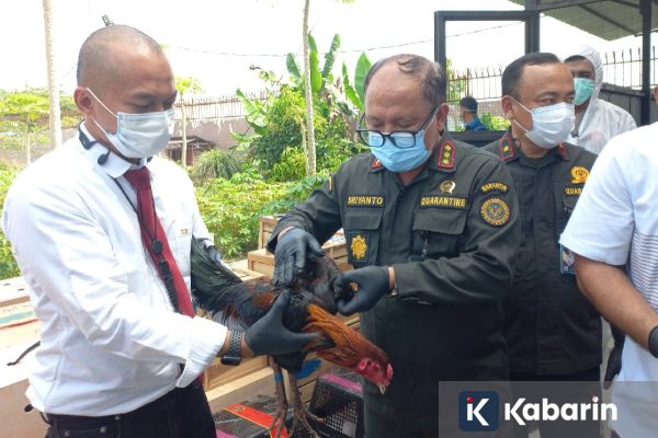 Badan Karantina Musnahkan Ratusan Ayam asal Thailand untuk Cegah Penyakit