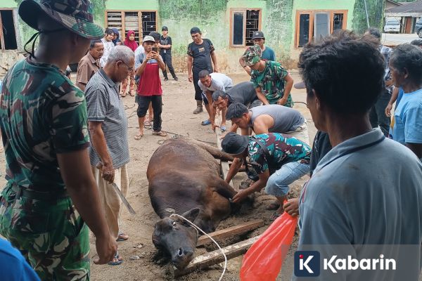 Hangatnya Ramadhan di Pengungsian, Korban Banjir Tapsel Potong Sapi Bersama